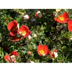Buskpotentil 'Red Robin' Potentilla Fruticosa 'Red Robin' 3,5 Liter Potte -Osmome Butik mi1907 potentilla fruticosa red robin 6983