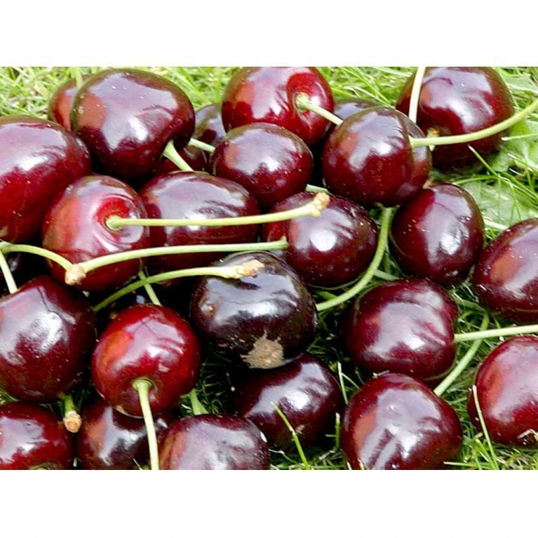 Sød Kirsebær 'Lapins' - Selvbestøvende Prunus X 'Lapins' - Selvbestøvende 4-8 Grene, 130-170 Cm. 10 Liter Potte (Colt) 4 Sød Kirsebær 'Lapins' - Selvbestøvende Prunus X 'Lapins' - Selvbestøvende 4-8 Grene, 130-170 Cm. 10 Liter Potte (Colt) - Billede 4