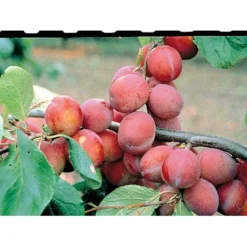 Blomme 'Jubileum' Prunus Domestica 'Jubileum' Dværgtræ, 3-5 Grene, 6,7 Liter Potte, 80-100 Cm. -Osmome Butik mi1995 prunus domestica jubileum 43bf