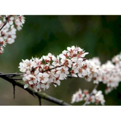 Storfrugtet Blodblomme 'Trailblazer' Prunus Cerasifera 'Trailblazer' Solitær Busk 150-200 Cm. - Med Klump 7 Storfrugtet Blodblomme 'Trailblazer' Prunus Cerasifera 'Trailblazer' Solitær Busk 150-200 Cm. - Med Klump -Osmome Butik mi1996 prunus trailblazer efa2