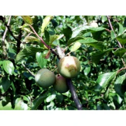 Blomme 'Grøn Reine Claude' Prunus Domestica 'R.C. Alm Grøn' 4-8 Grene, 130-170 Cm. 10 Liter Potte. (S.J.A.) 5 Blomme 'Grøn Reine Claude' Prunus Domestica 'R.C. Alm Grøn' 4-8 Grene, 130-170 Cm. 10 Liter Potte. (S.J.A.) -Osmome Butik mi1997 prunus domestica reine claude verte 7544