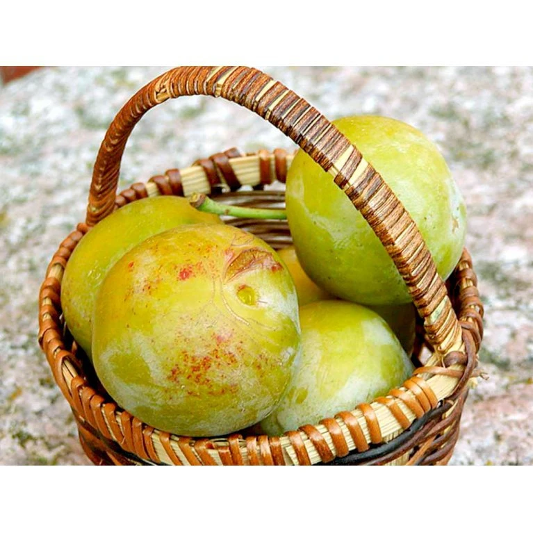 Blomme 'Grøn Reine Claude' Prunus Domestica 'R.C. Alm Grøn' 4-8 Grene, 130-170 Cm. 10 Liter Potte. (S.J.A.) 1 Blomme 'Grøn Reine Claude' Prunus Domestica 'R.C. Alm Grøn' 4-8 Grene, 130-170 Cm. 10 Liter Potte. (S.J.A.)