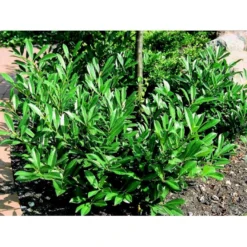 Kirsebærlaurbær 'Prufon' Prunus Laurocerasus 'Prufon' Med Klump,- 50-60 Cm. -Osmome Butik mi2006 prunus laurocerasus prufon de6d