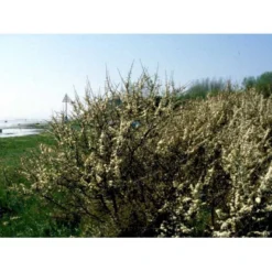 Slåen Prunus Spinosa Potte 7,5 Liter 125-150 Cm. -Osmome Butik mi2043 prunus spinosa a59a