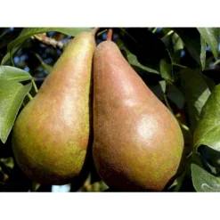 Pære 'Concorde' Pyrus Communis 'Concorde' Dværgtræ, 3-5 Grene, 6,7 Liter Potte, 80-100 Cm. -Osmome Butik mi2096 pyrus communis concorde f8ed