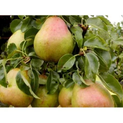 Pære 'Comice De Doyenne' Pyrus Communis 'Comice De Doyenne' 4-8 Grene. 120-160 Cm. Potte, (Kvæde A) -Osmome Butik mi2100 pyrus communis doyenne de comice 4514