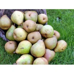 Pære 'Comice De Doyenne' Pyrus Communis 'Comice De Doyenne' 4-8 Grene. 120-160 Cm. Potte, (Kvæde A) -Osmome Butik mi2100 pyrus communis doyenne de comice 4808