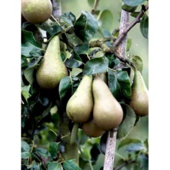 Pære 'Conference' Pyrus Communis 'Conference' Dværgtræ, 3-5 Grene, 6,7 Liter Potte, 80-100 Cm.