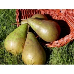 Pære 'Conference' Pyrus Communis 'Conference' Dværgtræ, 3-5 Grene, 6,7 Liter Potte, 80-100 Cm. -Osmome Butik mi2108 pyrus communis conference 7e0b