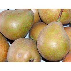 Pære 'Gråpære' Pyrus Communis 'Gråpære' Gennemgående Stamme, Med Kraftige Sidegrene, 30-35 Cm. Omkreds, Med Klump -Osmome Butik mi2109 pyrus communis graapaere b356