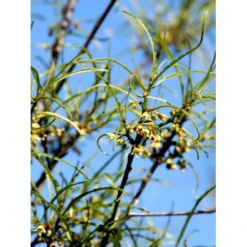 Fligbladet Tørstetræ Rhamnus Frangula 'Asplenifola' Opstammet 80 Cm. Med Potte -Osmome Butik mi2137 rhamnus frangula aspleniifolia 3eec