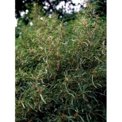 Fligbladet Tørstetræ Rhamnus Frangula 'Asplenifola' Opstammet 80 Cm. Med Potte -Osmome Butik mi2137 rhamnus frangula aspleniifolia 61ff