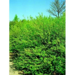 Fjeldribs 'Dima' Ribes Alpinum 'Dima' 3,5 Liter Potte -Osmome Butik mi2146 ribes alpinum dima 570e