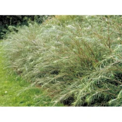 Rosmarinpil Salix Repens 'Rosmarinifolia' Potte 7,5 Liter 80-100 Cm. -Osmome Butik mi2292 salix rosmarinifolia 12d3