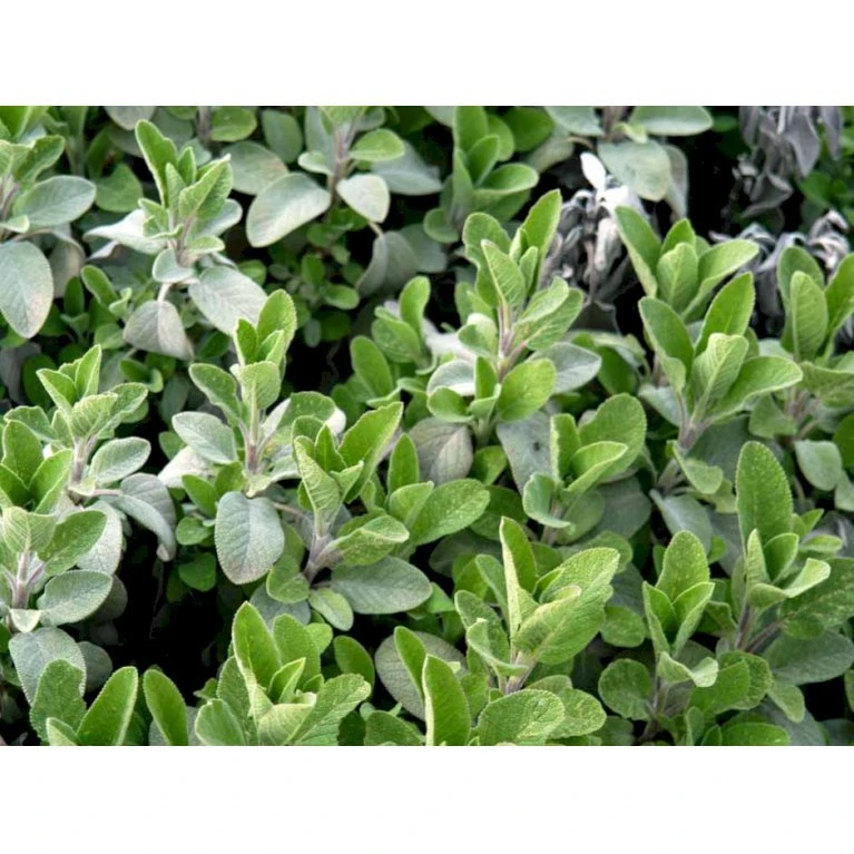 Osmo Lægesalvie Salvia Officinalis L. Pose Med Frø Eller Løg, 5 2 Osmo Lægesalvie Salvia Officinalis L. Pose Med Frø Eller Løg, 5 - Billede 2