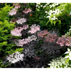 Hyld 'Black Lace' Sambucus Nigra 'Black Lace' 5 Liter Potte -Osmome Butik mi2319 sambucus nigra black lace 1165