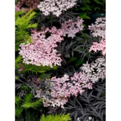 Hyld 'Black Lace' Sambucus Nigra 'Black Lace' 5 Liter Potte -Osmome Butik mi2319 sambucus nigra black lace bb1d