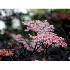 Hyld 'Black Lace' Sambucus Nigra 'Black Lace' 5 Liter Potte -Osmome Butik mi2319 sambucus nigra black lace ff7e