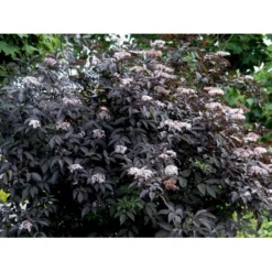Hyld 'Black Beauty' (R) Sambucus Nigra 'Black Beauty' (r) 3,5 Liter Potte -Osmome Butik mi2321 sambucus nigra black beauty 575f