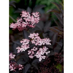 Hyld 'Black Beauty' (R) Sambucus Nigra 'Black Beauty' (r) 3,5 Liter Potte -Osmome Butik mi2321 sambucus nigra black beauty a5c9