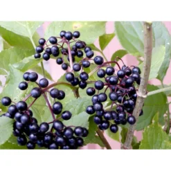 Storfrugtet Hyldebær 'Korsør' Sambucus Nigra 'Korsør' 5 Liter Potte -Osmome Butik mi2325 sambucus nigra korsor 6531