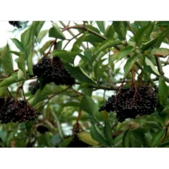 Storfrugtet Hyldebær 'Korsør' Sambucus Nigra 'Korsør' 5 Liter Potte -Osmome Butik mi2327 sambucus nigra sambu 2350 1