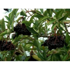Storfrugtet Hyld 'Samyl' Sambucus Nigra 'Samyl' 3,5 Liter Potte