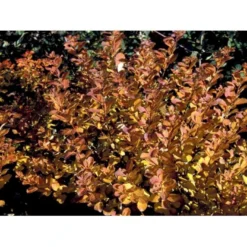 Birkebladet Spiræa 'Thor' Spiraea Betulifolia 'Thor' Potte 2,0 Liter,- 25-30 Cm. -Osmome Butik mi2436 spiraea betulifolia tor 6f05