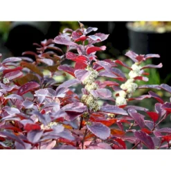 Birkebladet Spiræa 'Thor' Spiraea Betulifolia 'Thor' Potte 2,0 Liter,- 25-30 Cm. -Osmome Butik mi2436 spiraea betulifolia tor a2b9