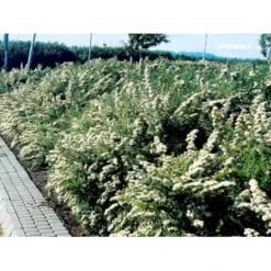 Spiræa 'Snowmound' Spiraea Nipponica 'Snowmound' 5 Liter Potte -Osmome Butik mi2442 spiraea nipponica snowmound 4fe8
