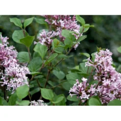 Dværg Syren 'Palibin' Syringa Meyeri 'Palibin' Opstammet 100 Cm. 10 Liter Potte,- 2 års Krone
