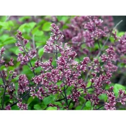 Dværg Syren 'Palibin' Syringa Meyeri 'Palibin' 3 års Kraftig Krone, Opstammet 60 Cm. 7,5 Liter Potte -Osmome Butik mi2467 syringa meyeri palibin fea5 1