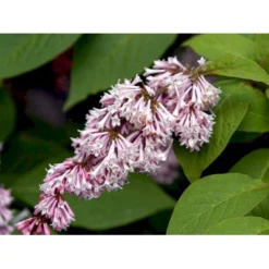 Syren Reflexa Syringa Reflexa Med Klump,- 125-150 Cm.