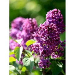 'Andenken An Ludwig Späth' Syringa Vulg. 'Andenken An Ludwig Späth' (storblomstrende) Med Klump,- 150-175 Cm.