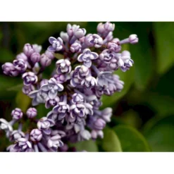 'Katherine Havemeyer' Syringa Vul. 'Katherine Havemeyer' (Storblomstrende) Med Klump,- 150-175 Cm. -Osmome Butik mi2501 syringa vulgaris katherine havemeyer 010c