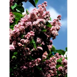 'Katherine Havemeyer' Syringa Vul. 'Katherine Havemeyer' (Storblomstrende) Med Klump,- 150-175 Cm. -Osmome Butik mi2501 syringa vulgaris katherine havemeyer 2b42