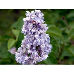 'Katherine Havemeyer' Syringa Vul. 'Katherine Havemeyer' (Storblomstrende) Med Klump,- 150-175 Cm. -Osmome Butik mi2501 syringa vulgaris katherine havemeyer acfe