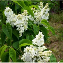 'Mme Lemoine' Syringa Vul, 'Mme. Lemoine' (storblomstrende) Potte 12 Liter,- 80-100 Cm. -Osmome Butik mi2503 syringa vulgaris mme lemoine 0026