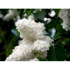 'Mme Lemoine' Syringa Vul, 'Mme. Lemoine' (storblomstrende) Potte 12 Liter,- 80-100 Cm. -Osmome Butik mi2503 syringa vulgaris mme lemoine 710e