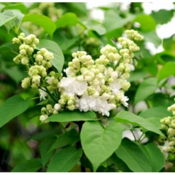 'Mme Lemoine' Syringa Vul, 'Mme. Lemoine' (storblomstrende) Potte 12 Liter,- 80-100 Cm. -Osmome Butik mi2503 syringa vulgaris mme lemoine a294