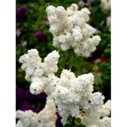 'Mme Lemoine' Syringa Vul, 'Mme. Lemoine' (storblomstrende) Potte 12 Liter,- 80-100 Cm. -Osmome Butik mi2503 syringa vulgaris mme lemoine f935