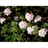 Duft-snebolle 'Aurora' Viburnum Carlesii 'Aurora' Med Klump,- 100-120 Cm.