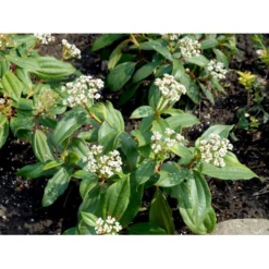 Dværgkvalkved Viburnum Davidii Potte 3,0 Liter,- 25-30 Cm. -Osmome Butik mi2719 viburnum davidii 0dc2