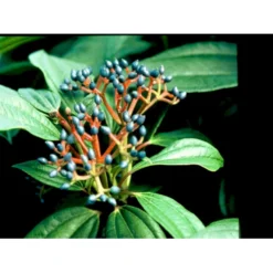 Dværgkvalkved Viburnum Davidii Potte 3,0 Liter,- 25-30 Cm. -Osmome Butik mi2719 viburnum davidii 9df8