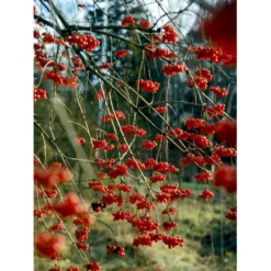 Kvalkved Viburnum Opulus Solitær Busk 125-150 Cm., Med Klump
