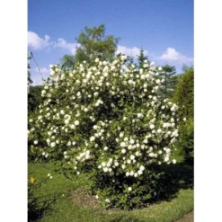 Snebolle Viburnum Opulus 'Roseum' Med Klump,- 125-150 Cm. -Osmome Butik mi2726 viburnum opulus roseum b072