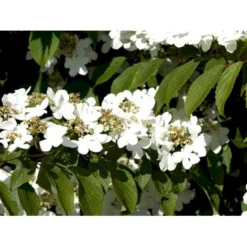 Japansk Etage-Snebolle 'Mariesii' Viburnum Plicatum 'Mariesii' Med Klump,- 100-120 Cm. -Osmome Butik mi2729 viburnum plicatum mariesii 8cbb