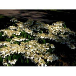 Japansk Etage-Snebolle 'Mariesii' Viburnum Plicatum 'Mariesii' Med Klump,- 100-120 Cm. -Osmome Butik mi2729 viburnum plicatum mariesii d1da