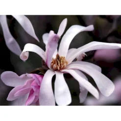 Magnolia 'Leonard Messel' Magnolia X Loebneri 'Leonard Messel' Med Klump,- 150-175 Cm. -Osmome Butik mi2826 magnolia x loebneri leonard messel 522a