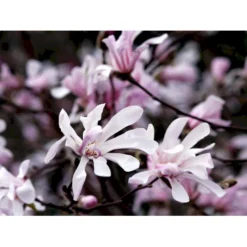 Magnolia 'Leonard Messel' Magnolia X Loebneri 'Leonard Messel' Med Klump,- 150-175 Cm. -Osmome Butik mi2826 magnolia x loebneri leonard messel 978b